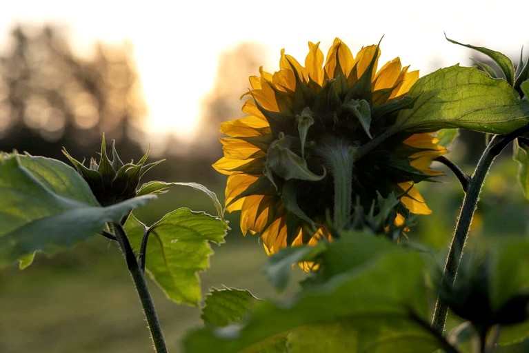 Tiny Houses (Sweden, Hjo, Västra Götaland)