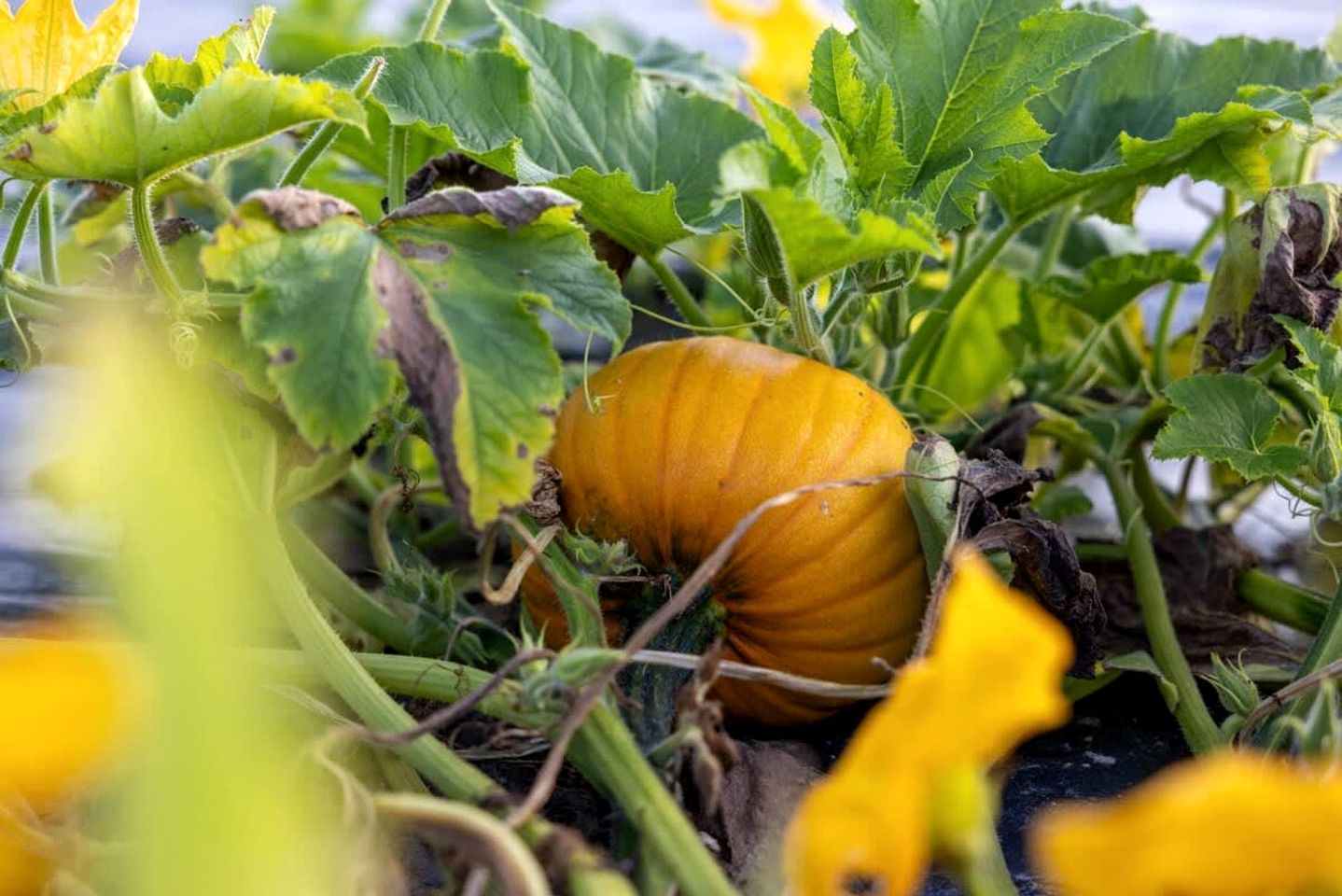 Tiny House Loft Surrounded on a Beautiful Flower Farm in Hjo, Sweden