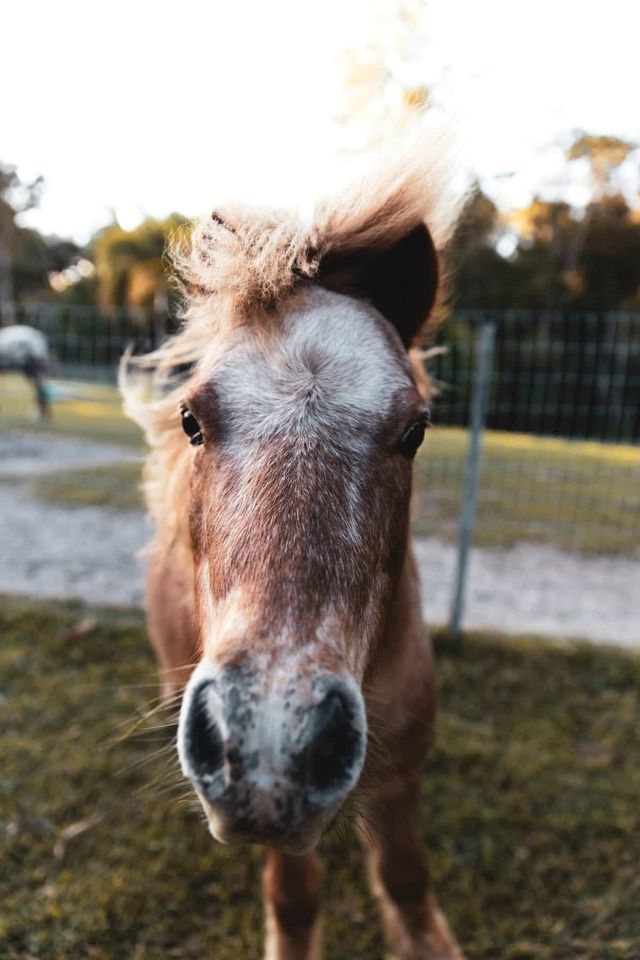 Charming Tiny House Rental for Glamping in Queensland