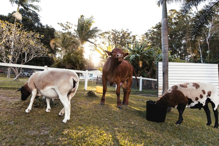 Tiny Houses (Australia, Palmwoods, Queensland)