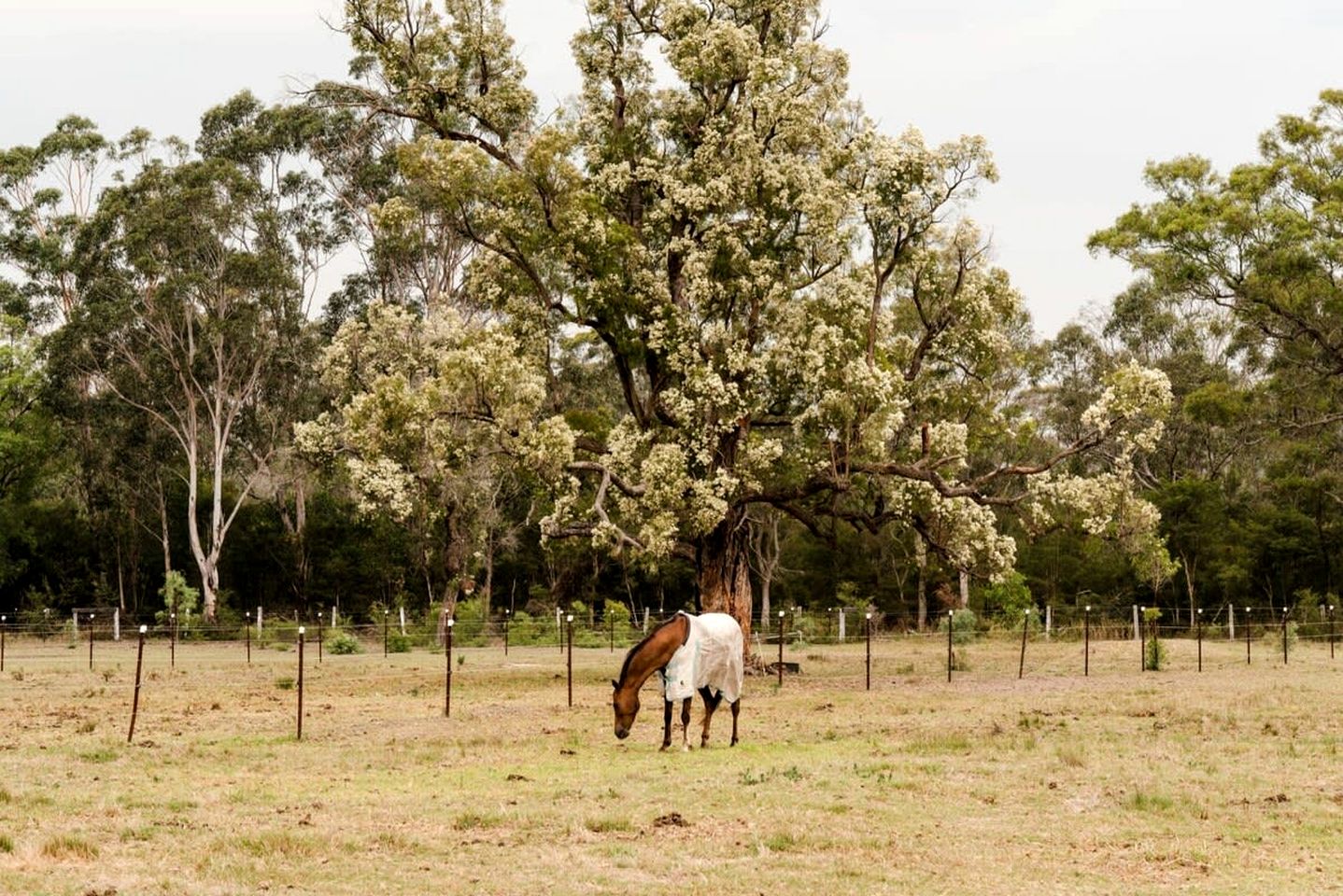 Peaceful Tiny House Rental Ideal for NSW Glamping