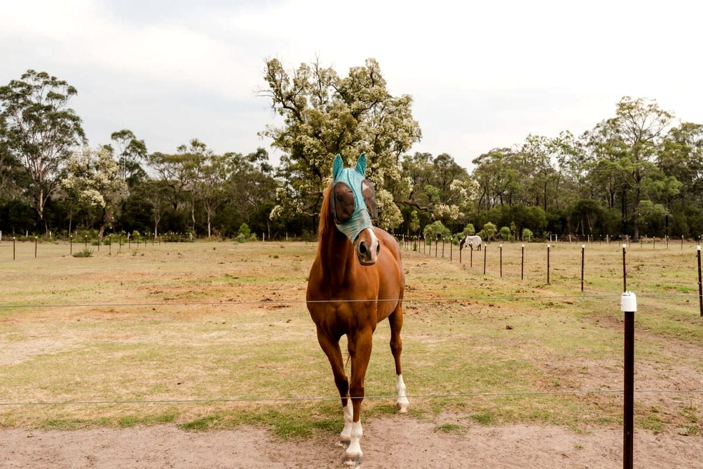 Peaceful Tiny House Rental Ideal for NSW Glamping