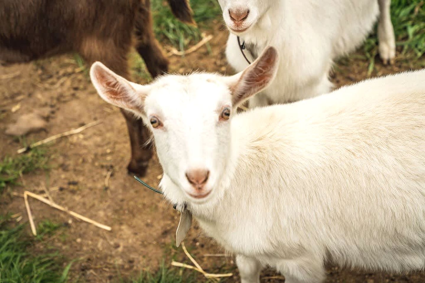 Tiny House Situated on a Brilliant Victoria Goat Farm