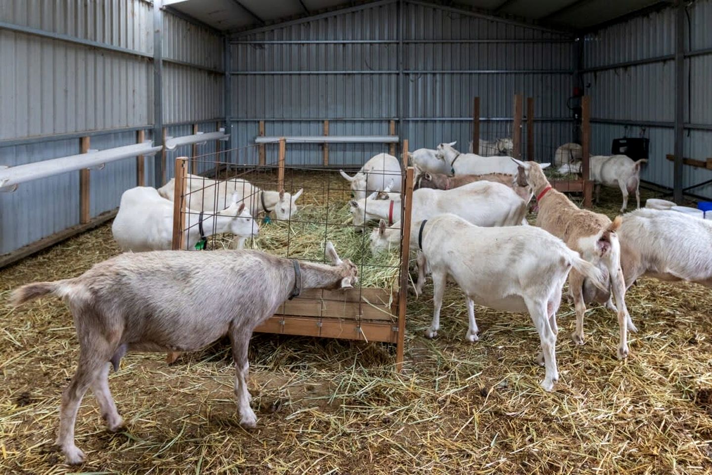 Tiny House Situated on a Brilliant Victoria Goat Farm