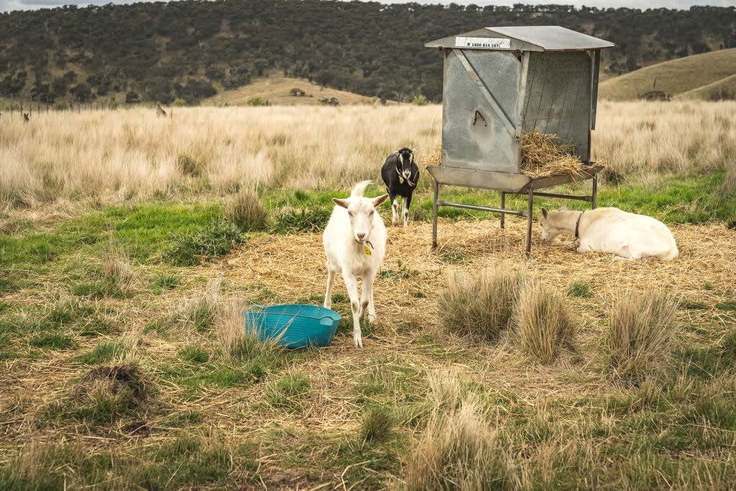 Tiny House Situated on a Brilliant Victoria Goat Farm