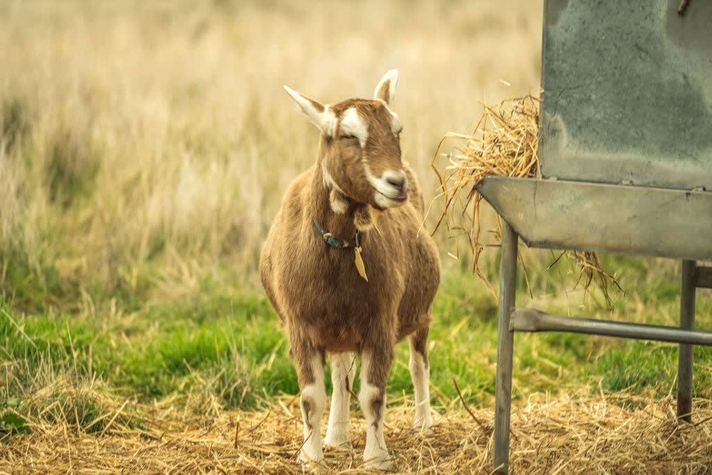 Tiny House Situated on a Brilliant Victoria Goat Farm