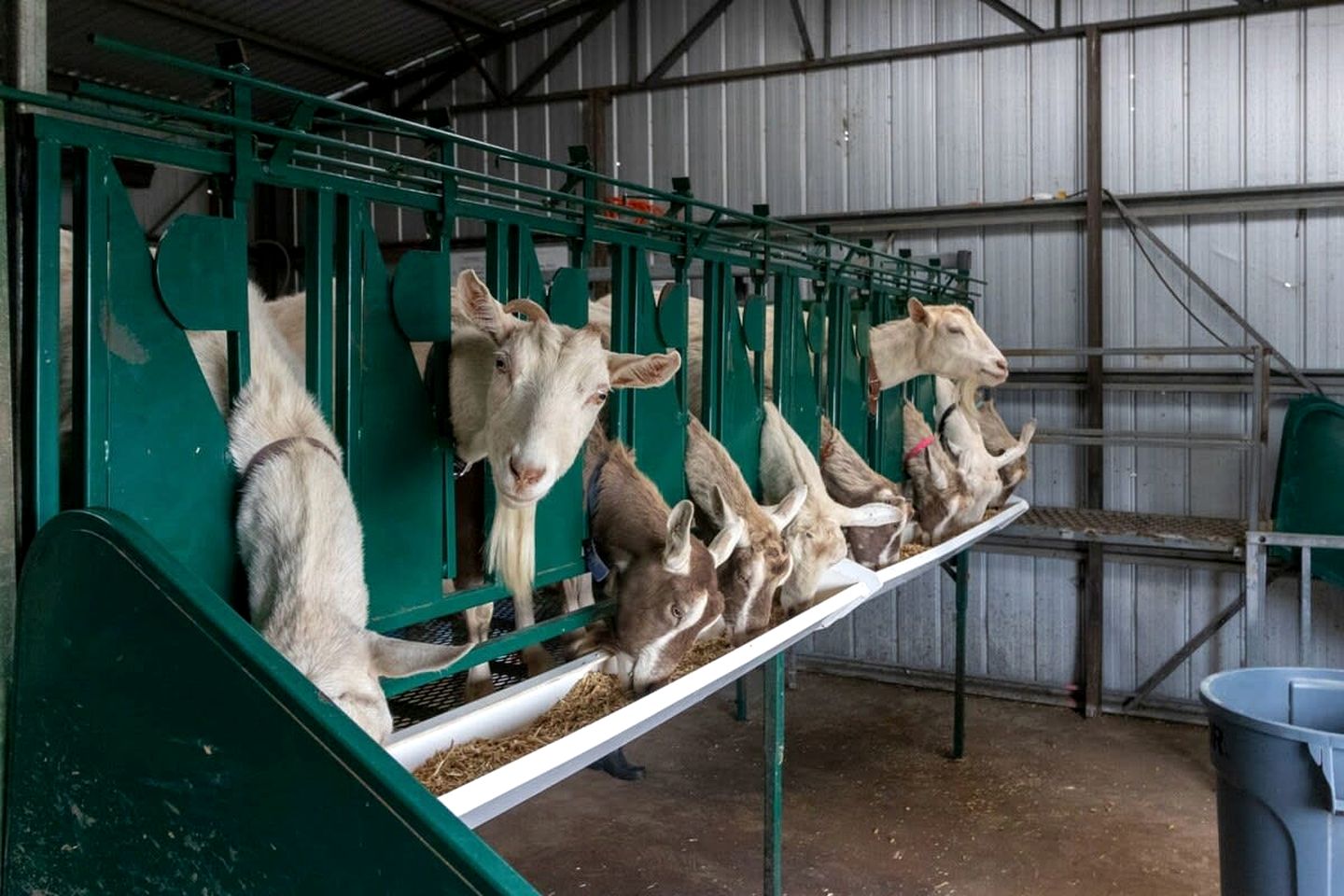 Tiny House Situated on a Brilliant Victoria Goat Farm