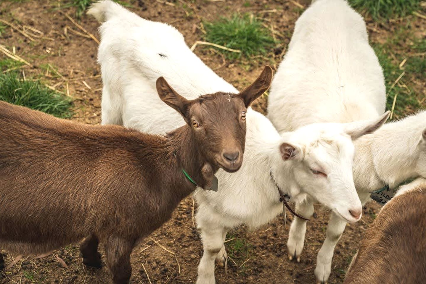 Tiny House Situated on a Brilliant Victoria Goat Farm