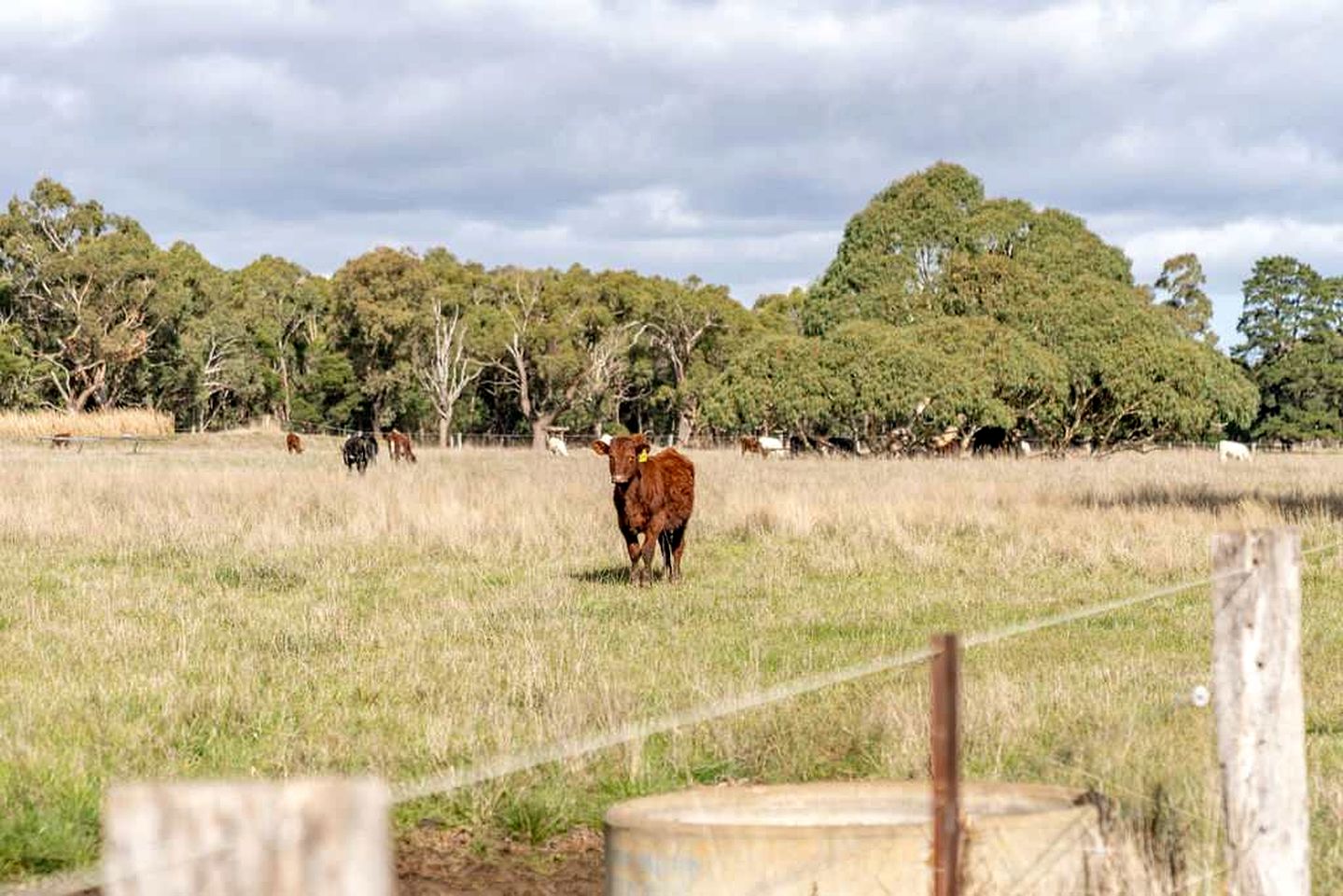 Off-Grid Tiny House for Weekend Getaways near Melbourne