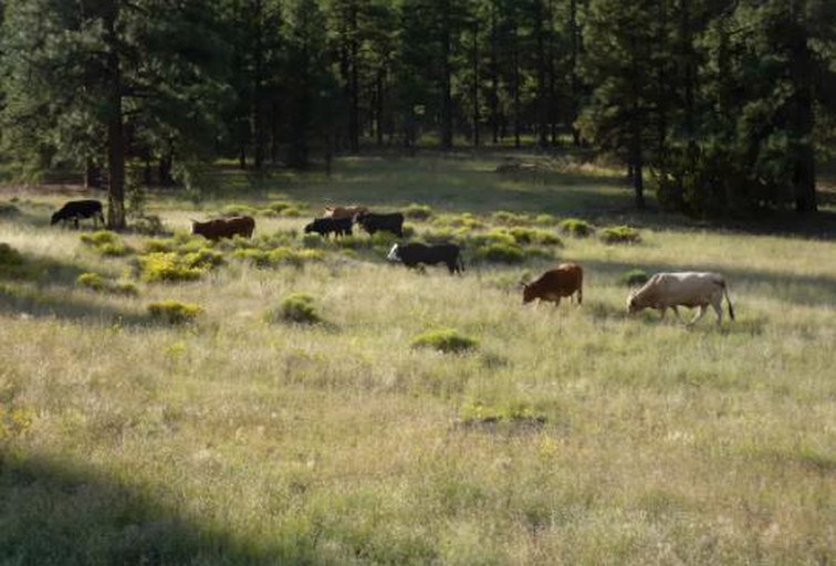 Tiny Houses (Flagstaff, Arizona, United States)