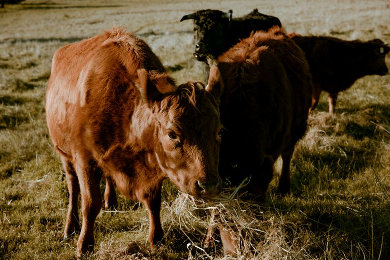 Vacation Rentals (Australia, --, --)