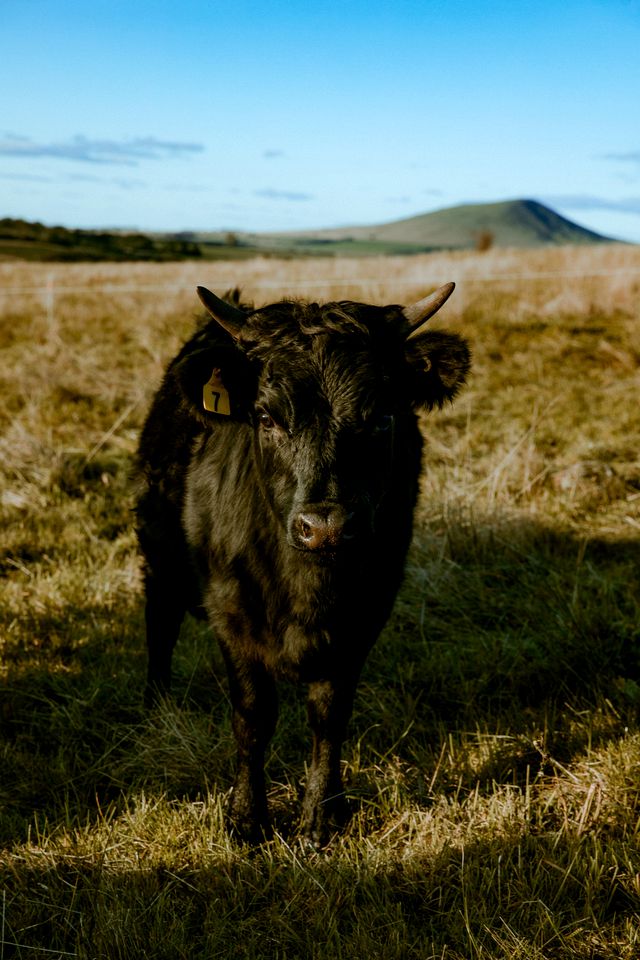 Pet Friendly Farm Stay Glamping in a Victoria Tiny Home