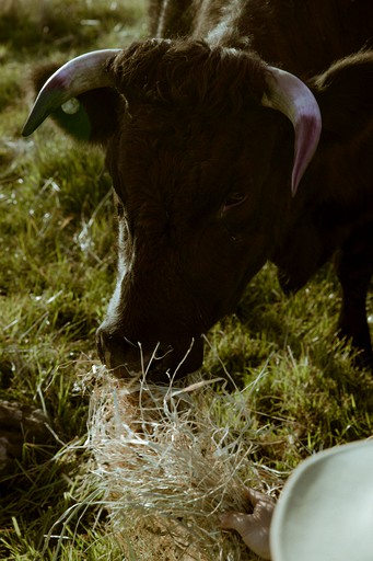 Vacation Rentals (Australia, --, --)