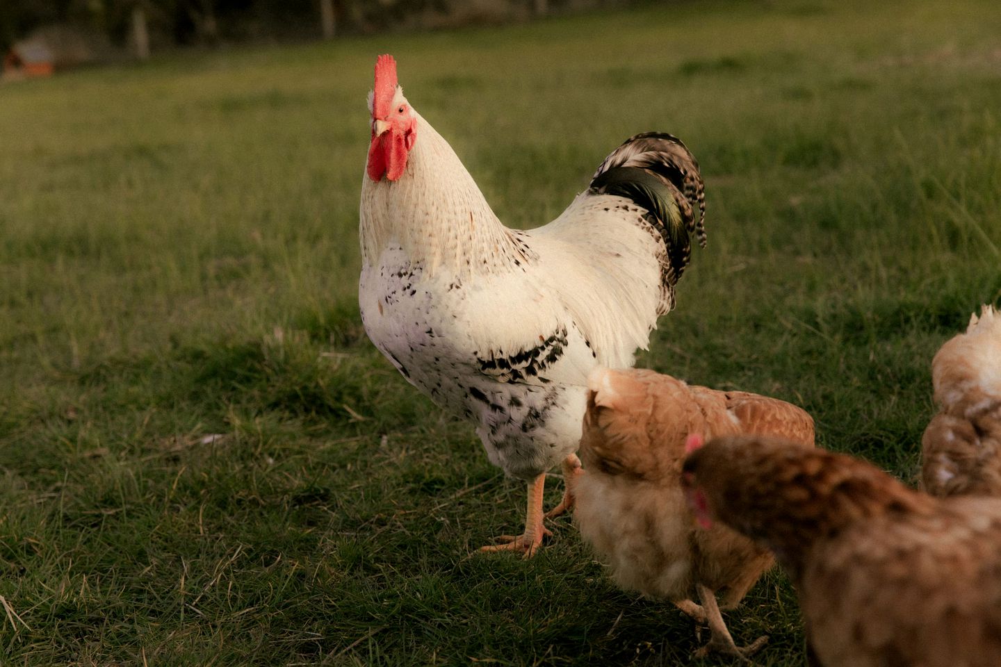 Pet Friendly Farm Stay Glamping in a Victoria Tiny Home