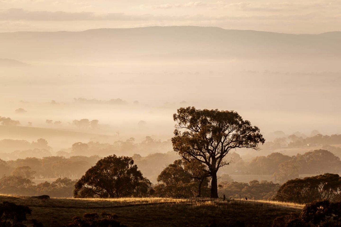 Captivating Tiny House Among Nature in New South Wales