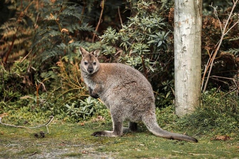 Tiny Houses (Australia, Loorana, Tasmania)