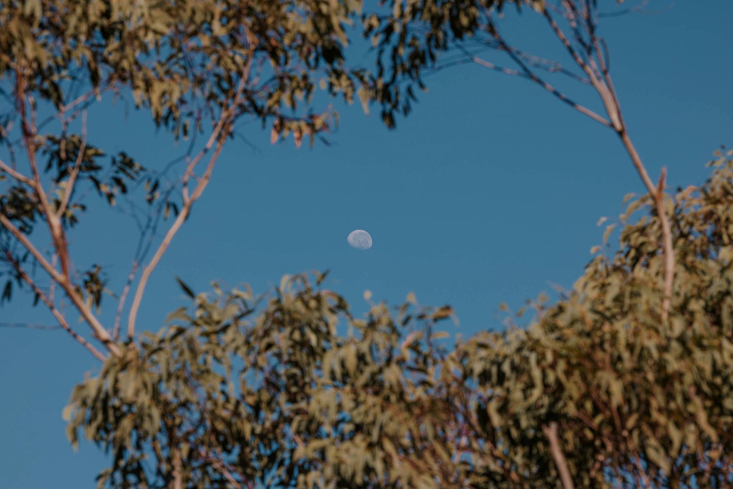 Secluded Tiny Home with Wildlife Sanctuary Experience near Berowra, New South Wales