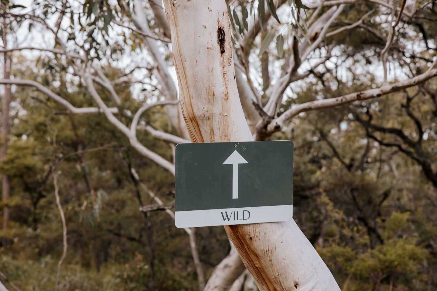 Secluded Tiny Home with Wildlife Sanctuary Experience near Berowra, New South Wales