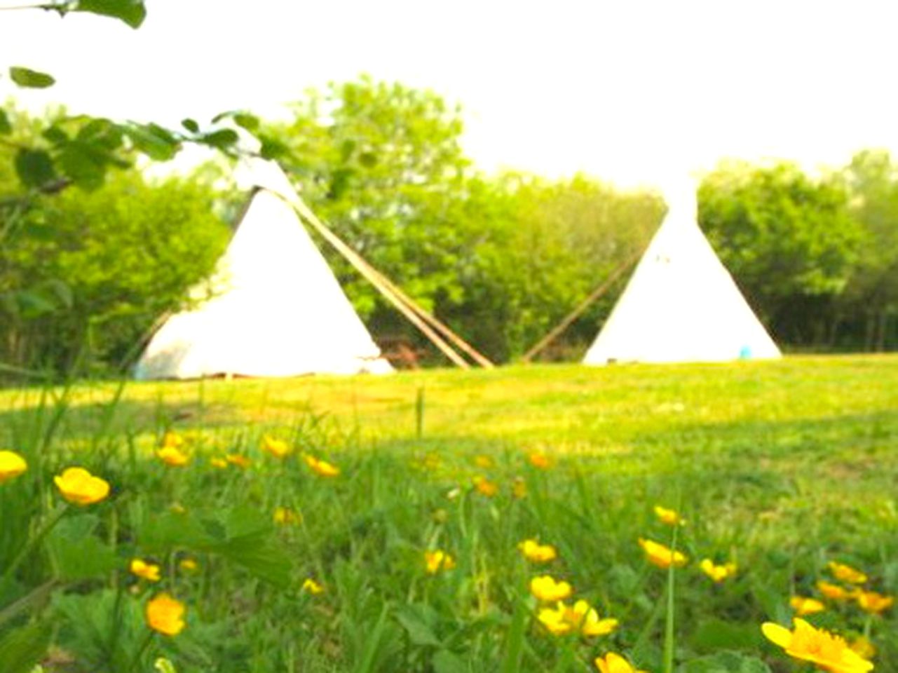 Tipi Camping near Port Isaac in Cornwall, England