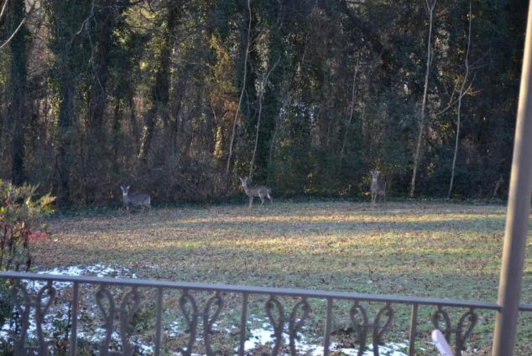 Nature Lodges (Knoxville, Tennessee, United States)