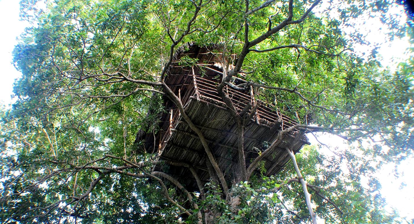 Towering Tree House Nestled in the Rainforest in Sigiriya, Sri Lanka