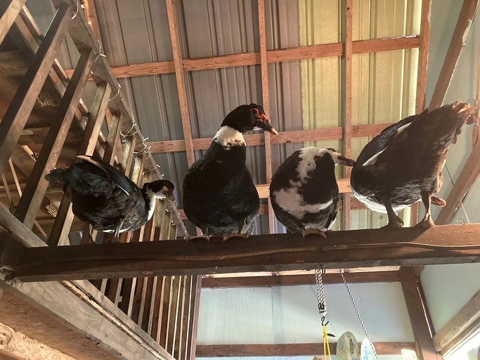 Cabins (United States of America, Williford, Arkansas)