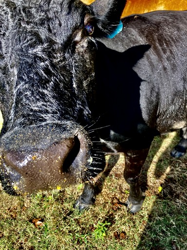 Cabins (United States of America, Williford, Arkansas)