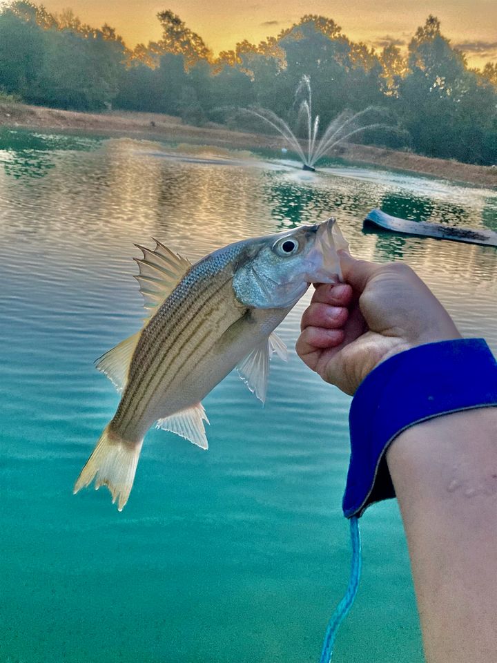 Secluded Lakefront House Nestled in the Woods for an Unforgettable Adventure in Nature in Williford, Arkansas