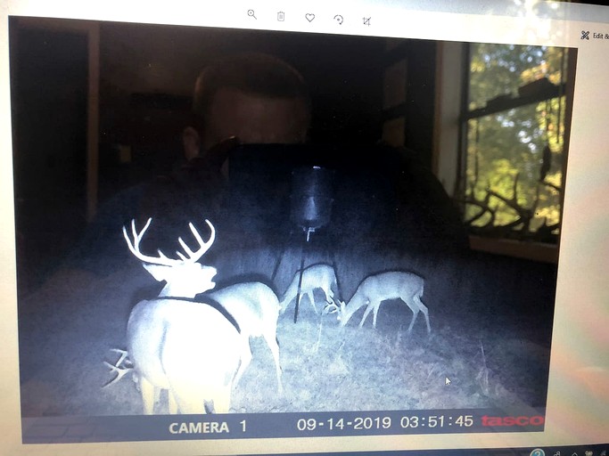 Cabins (United States of America, Williford, Arkansas)