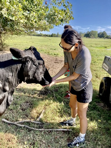 Cabins (United States of America, Williford, Arkansas)