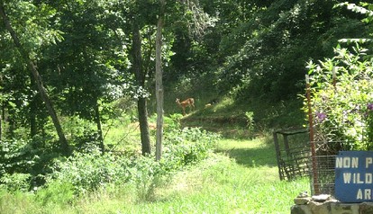 Tranquil Stone Cottage Behind Castle Walls in the Ozarks photo 2