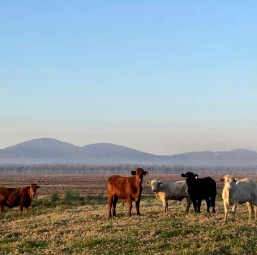 Tiny Houses (Australia, Verges Creek, New South Wales)