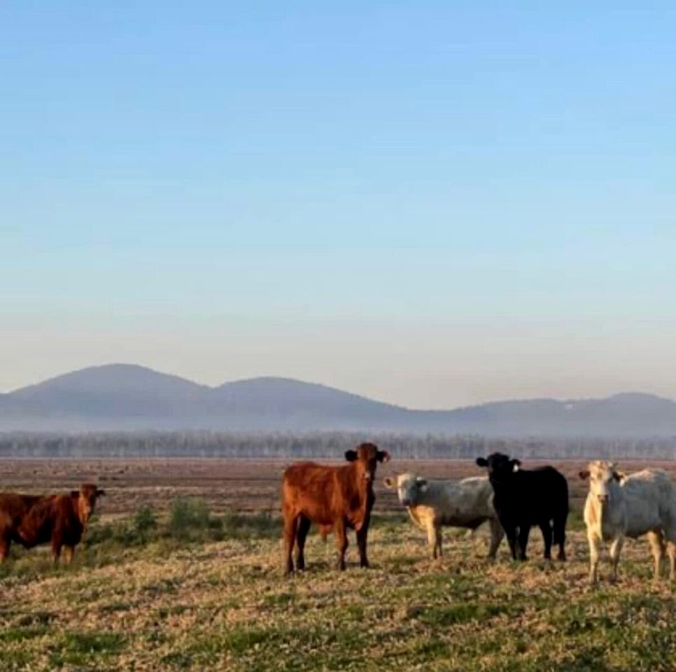 Tranquil Tiny House Cabin with Firepit and Outdoor Living Space in New South Wales, Australia