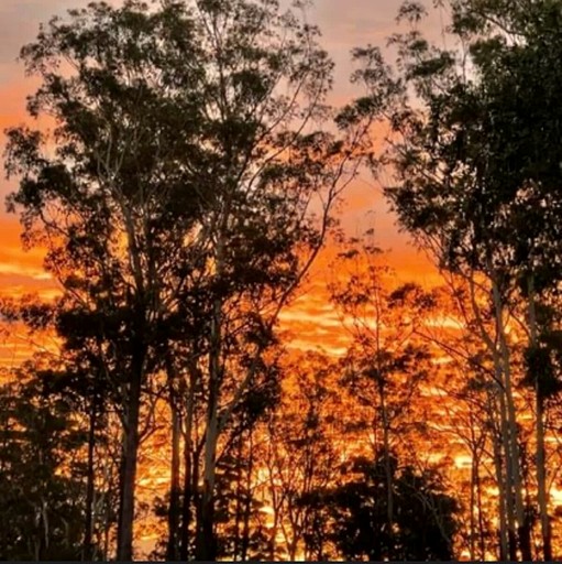 Tiny Houses (Australia, Verges Creek, New South Wales)