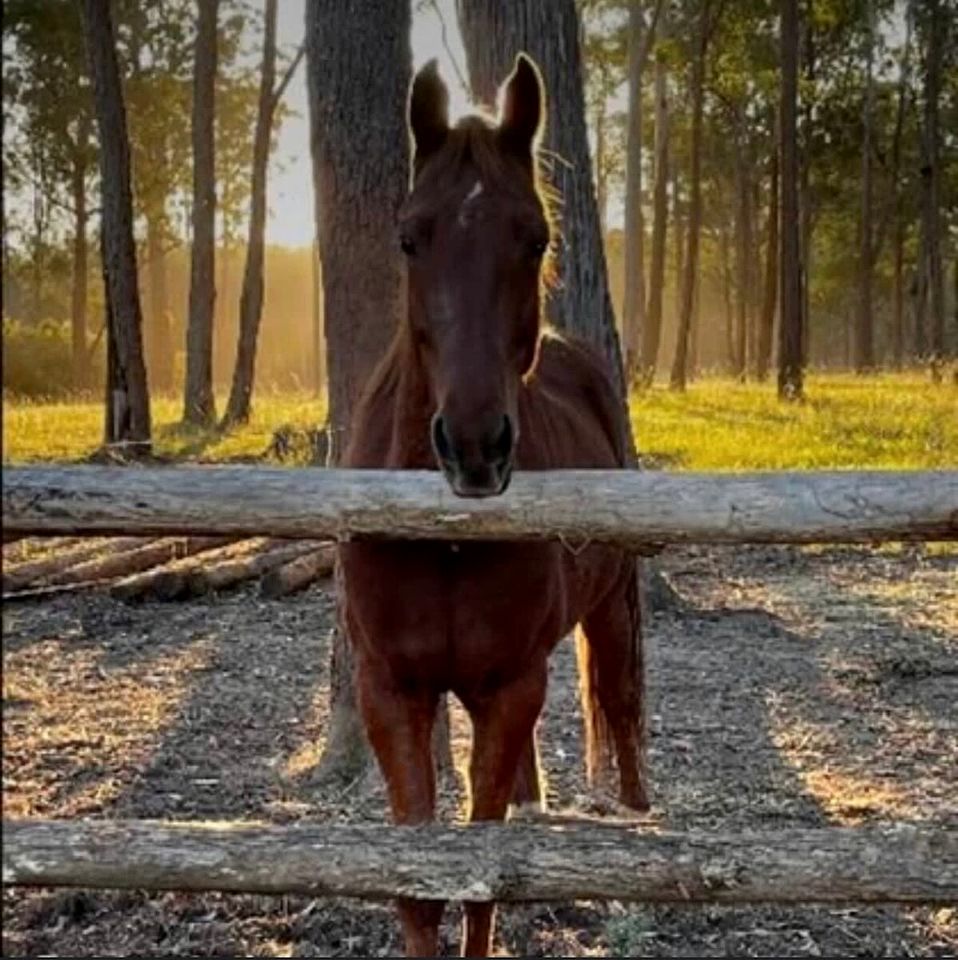 Tranquil Tiny House Cabin with Firepit and Outdoor Living Space in New South Wales, Australia