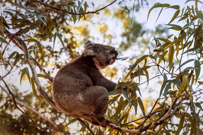 Tiny Houses (Australia, Allansford, Victoria)