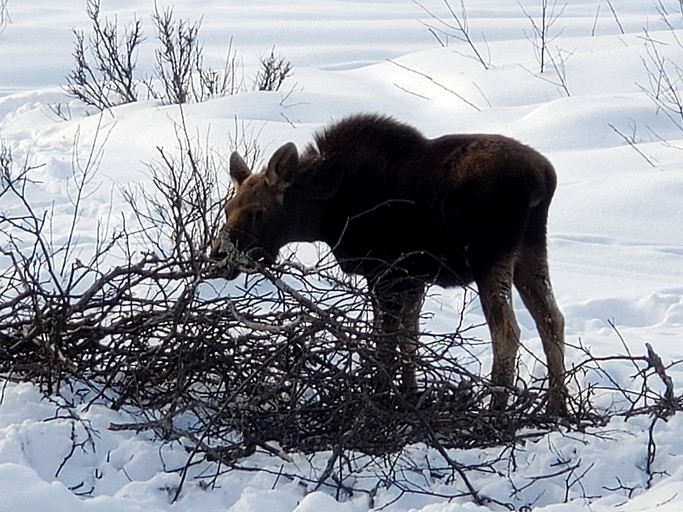 Cabins (United States of America, Cooper Landing, Alaska)