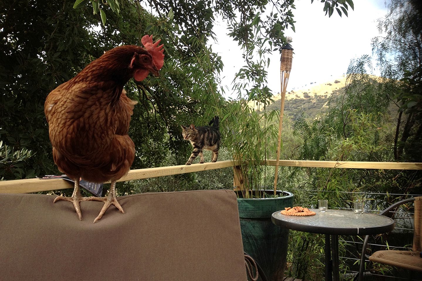 Pet-Friendly Vacation Retreat near Melbourne, Australia