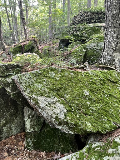 Tree Houses (United States of America, Sanford, Maine)