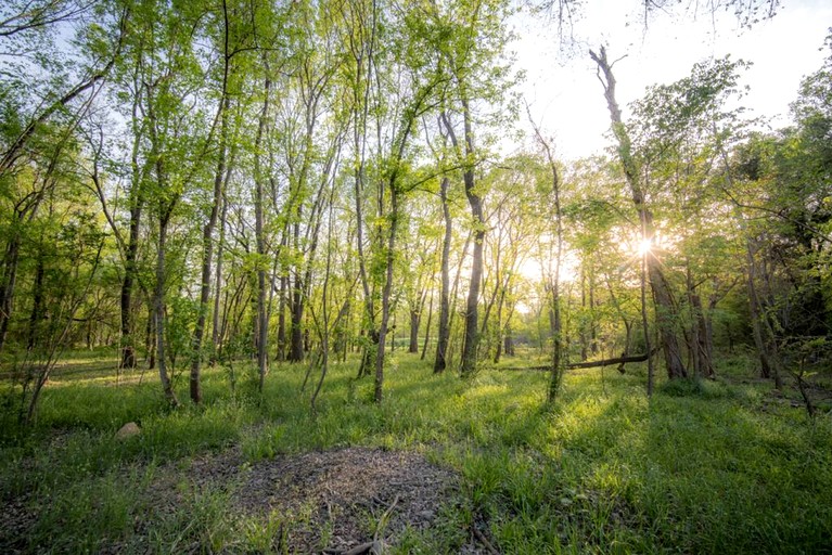 Tree Houses (United States of America, --, Texas)