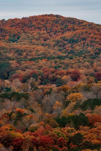 Tree Houses (United States of America, Ringgold, Georgia)