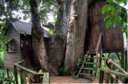 Parrot Nest Lodge - Parrot Nest Treehouse 1 photo 4