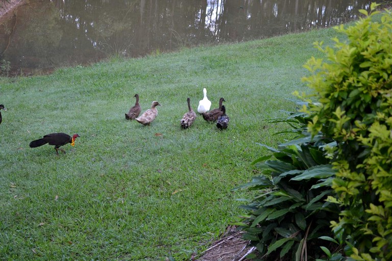 Cottages (Palmwoods, Queensland, Australia)