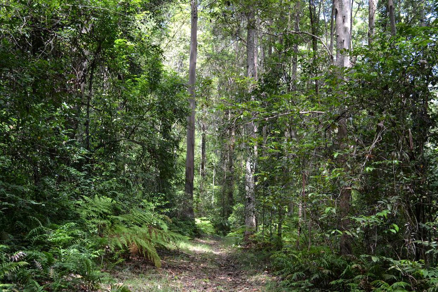 Peaceful Cottage Rental in a Lush Natural Setting near Kondalilla National Park, Queensland