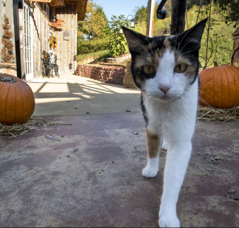 Charming Pet-Friendly Accommodation on a Beautiful Property near Caney Fork, Tennessee