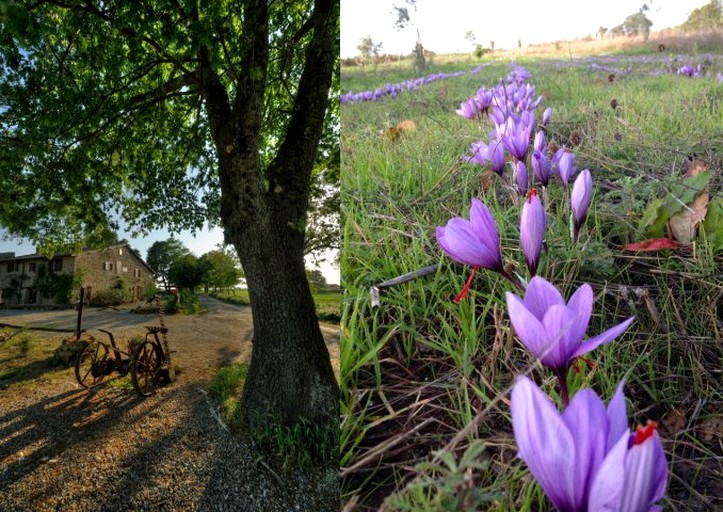 Nature Lodges (Grosseto, Tuscany, Italy)