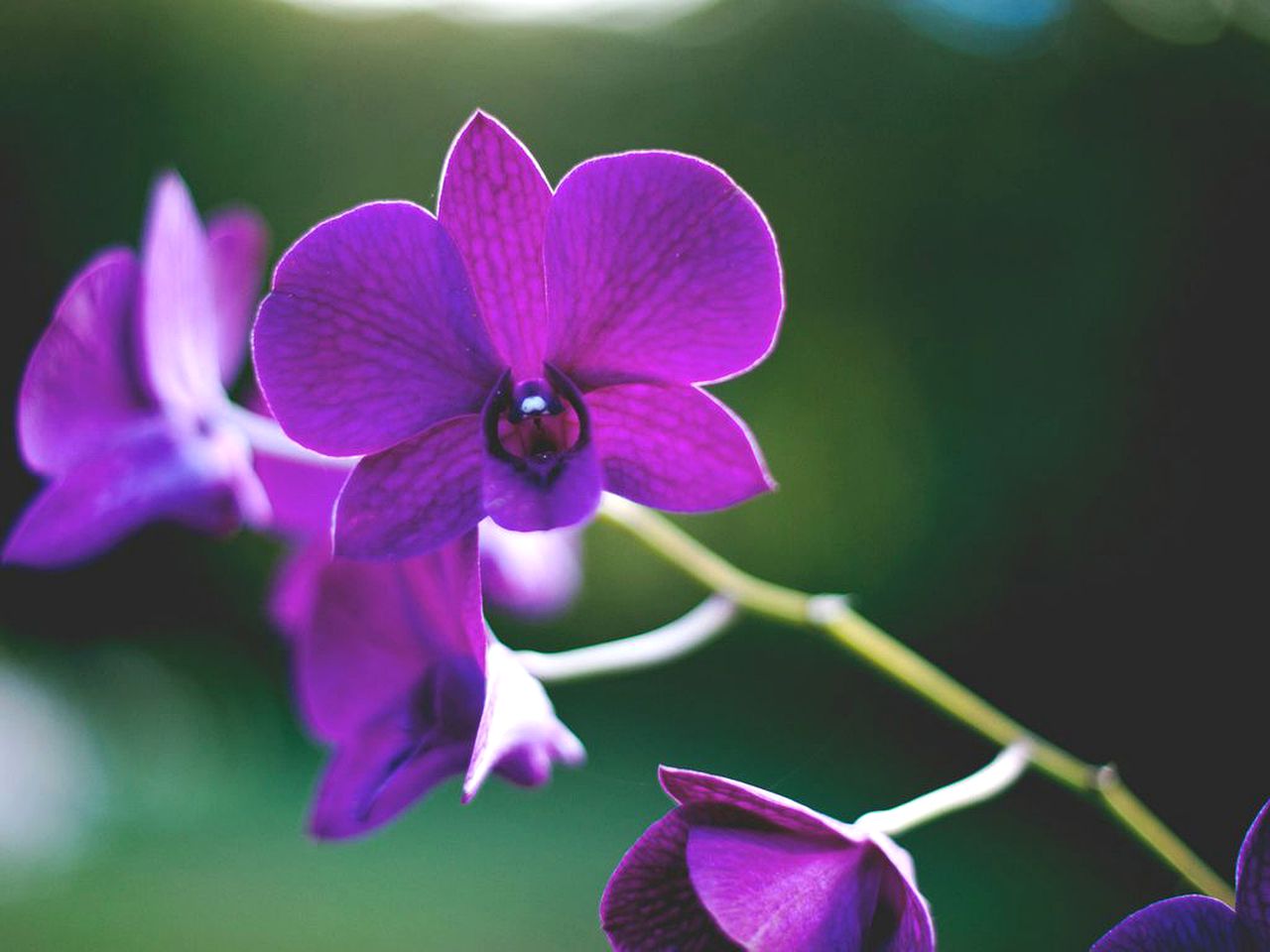 Romantic Cottage near Kauai North Shore in Kilauea, Hawaii
