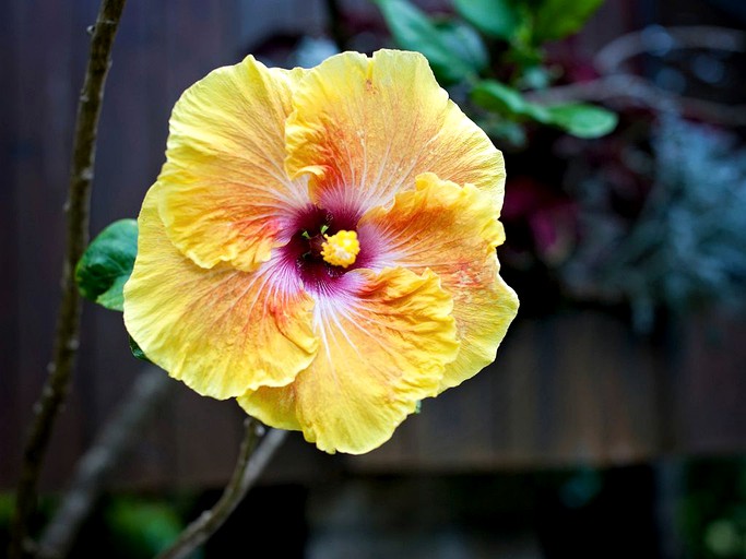 Cottages (Kilauea, Hawaii, United States)