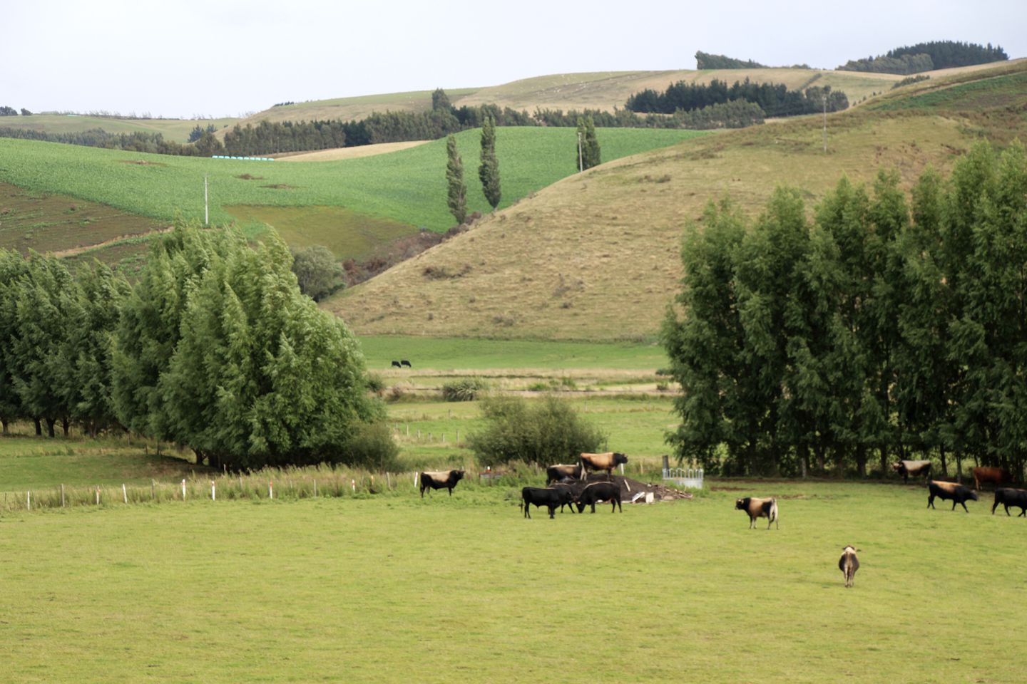 Idyllic Cottage Rental for Romantic Getaway in Gore, New Zealand