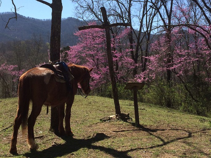 Cabins (Walland, Tennessee, United States)